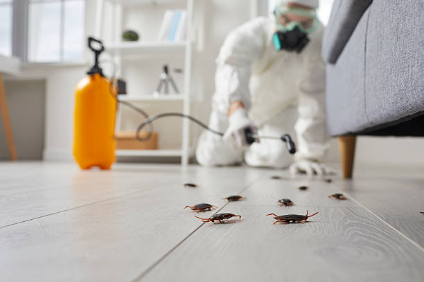 Commercial Kitchen Cockroach Control in Lake Holm